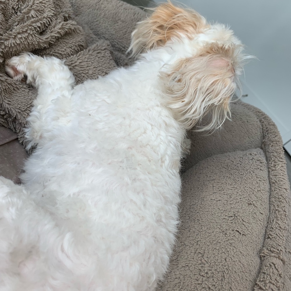 Meet your Posher, Zillie